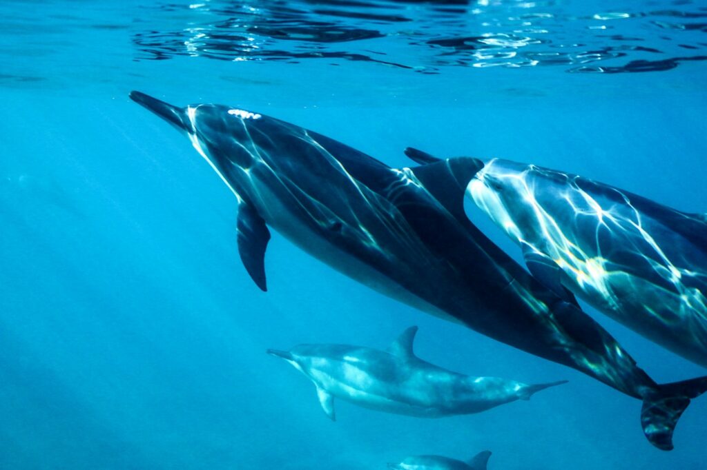 のとじま臨海公園水族館のイルカ