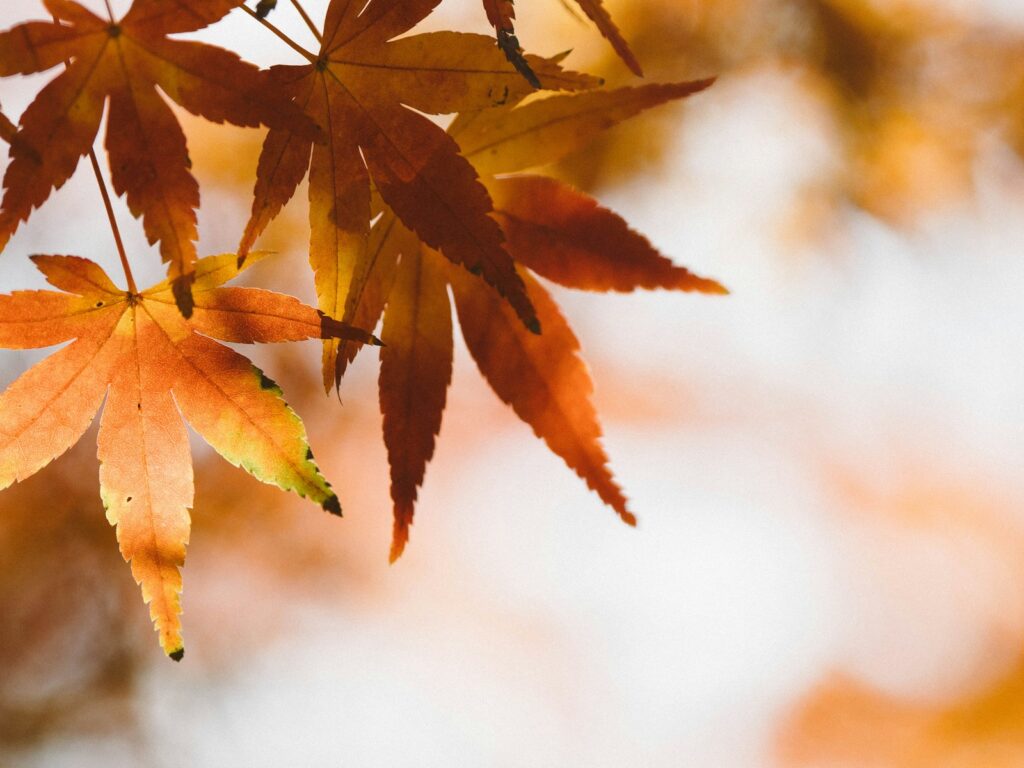 秋は気仙沼大島で紅葉を見ながらハイキングコースを散策