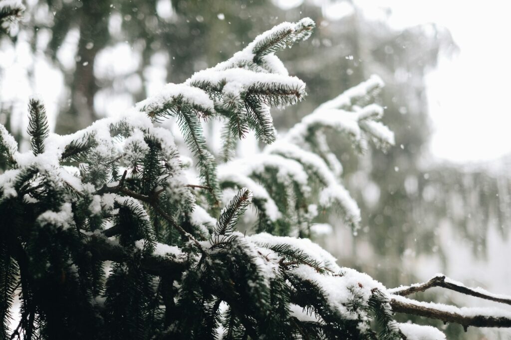 対策KW「雪が積もった木の枝」