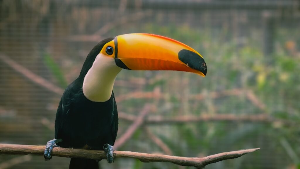 熱帯地方に住む貴重な動物たちに大興奮