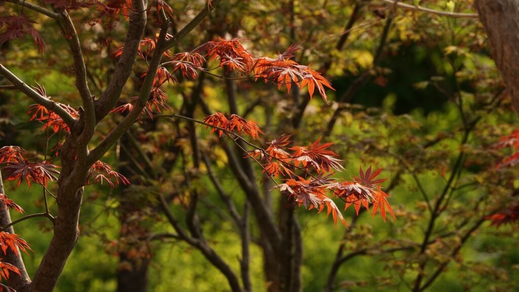 9月の蔵王で秋を満喫するイメージ
