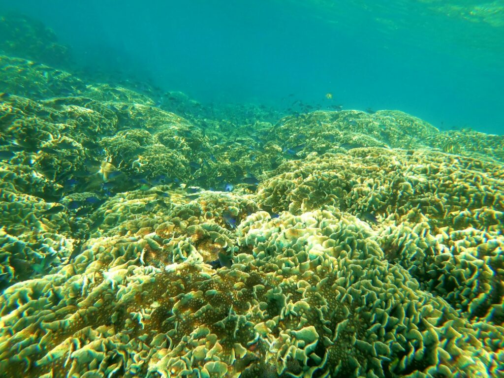 サンゴ礁が広がる光景を楽しめる竜串海域公園