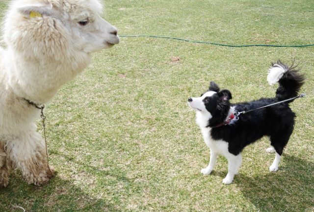 アルパカと犬