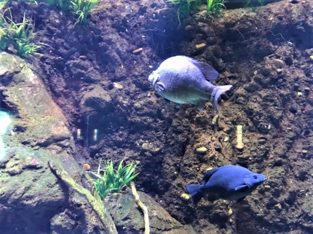 ケアンズ水族館の淡水魚