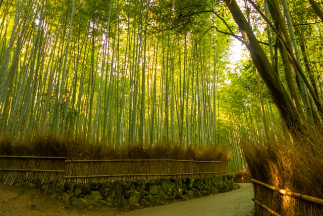 嵯峨嵐山にある竹林の小径