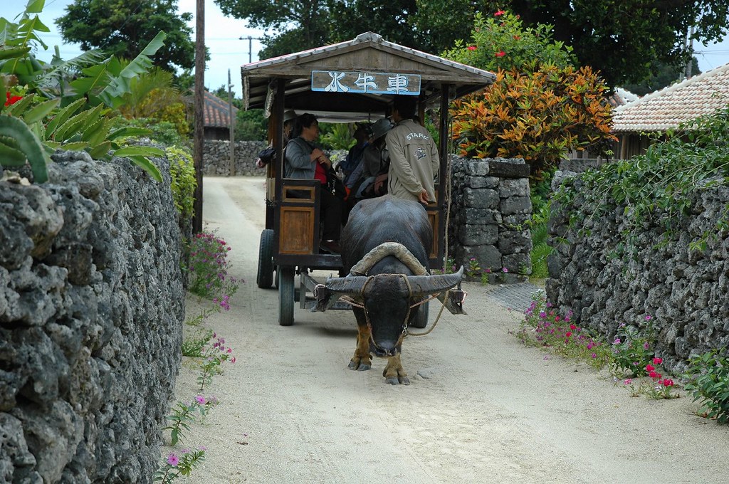 対策KW「水牛車で島内を観光する」