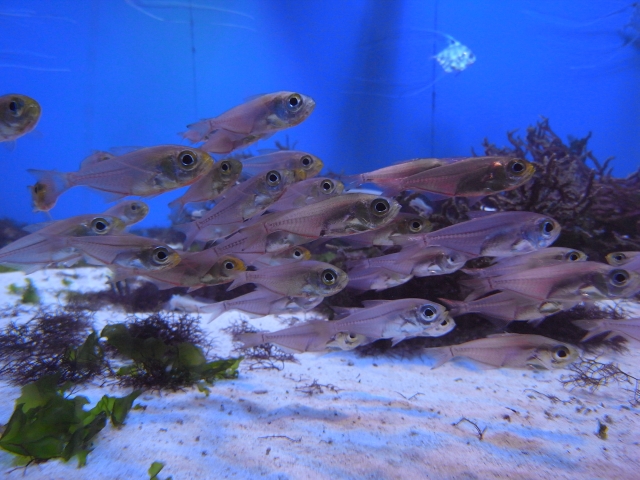 沼津深海水族館の魚