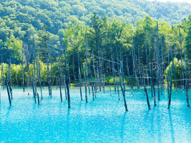美瑛の青い池の風景
