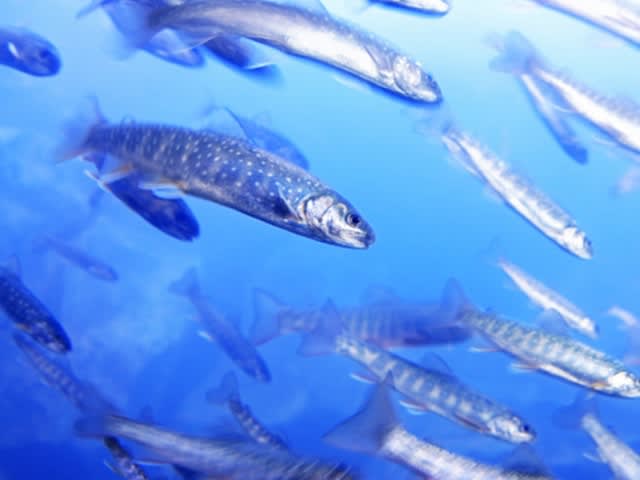 越前松島水族館で飼育されている魚のメージ画像