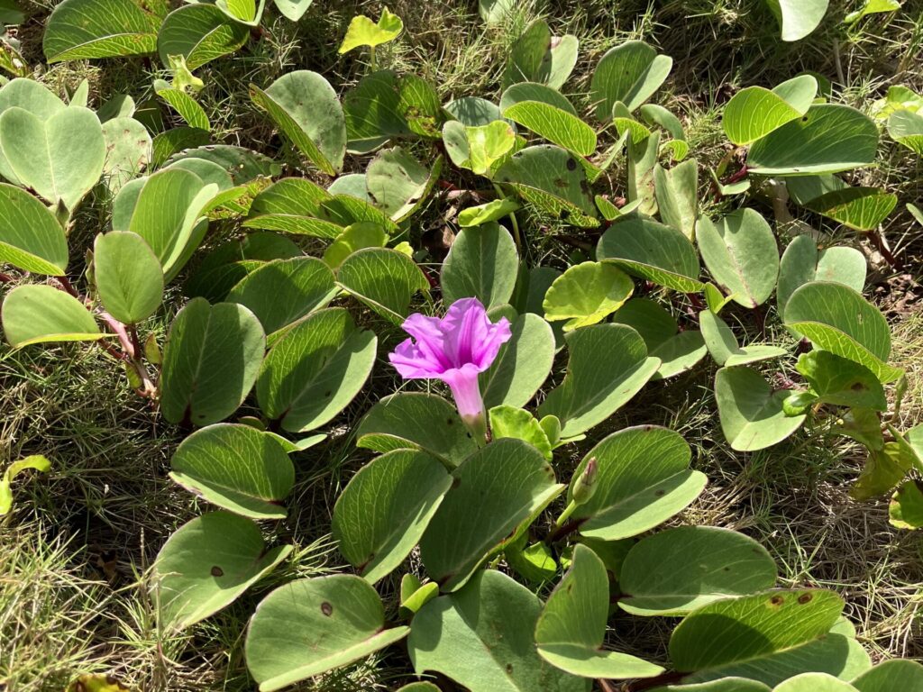 小笠原諸島　紫色の花