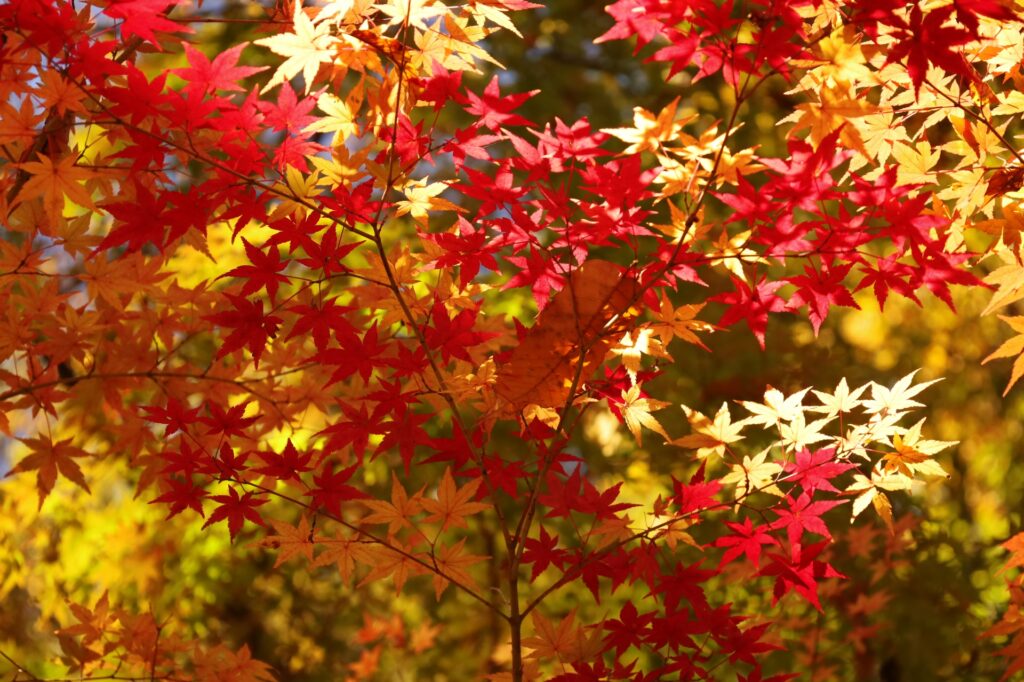 滝川渓谷の紅葉のイメージ