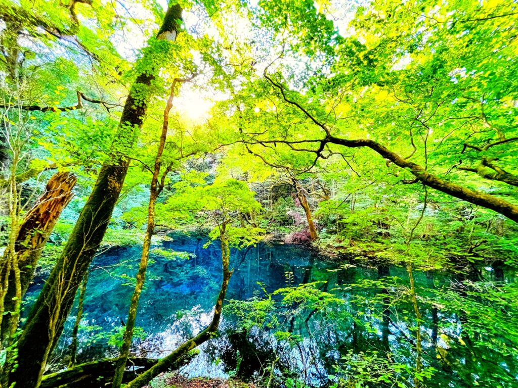 晴れた日のエメラルドグリーンの白神山地沸壺の池