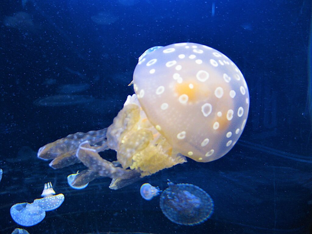 新江ノ島水族館にいるくらげ