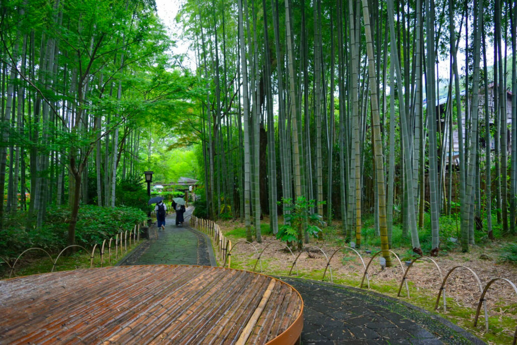 修善寺温泉観光の竹林の小径