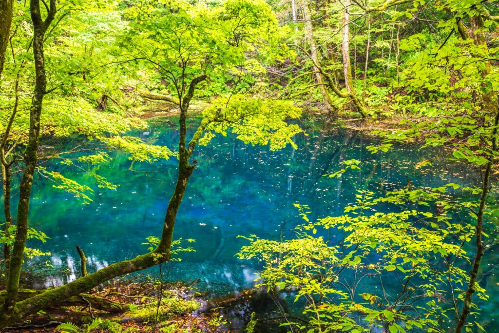 白神山地の沸壺の池で自然の美しさを堪能