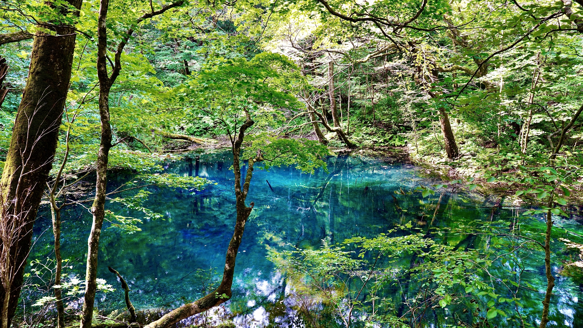 11月におすすめの白神山地観光