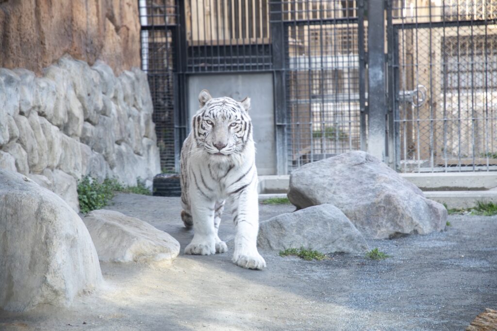 東武動物公園にいるホワイトタイガー