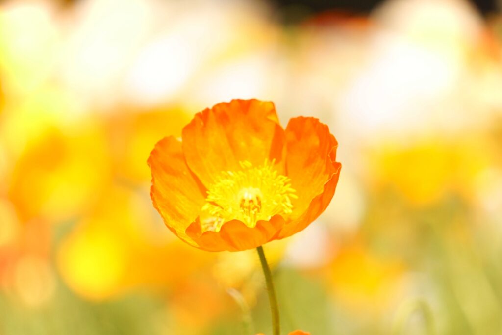 館山ファミリーパークのポピーの花のイメージ