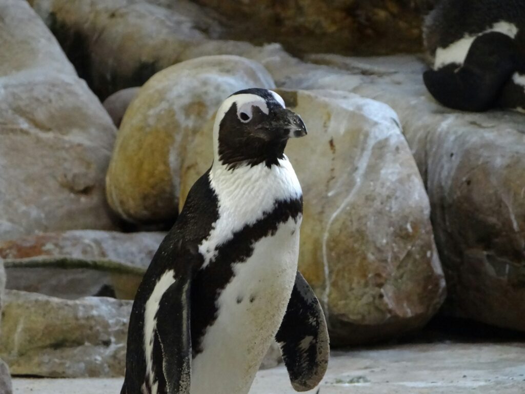 地面の上に立つペンギン