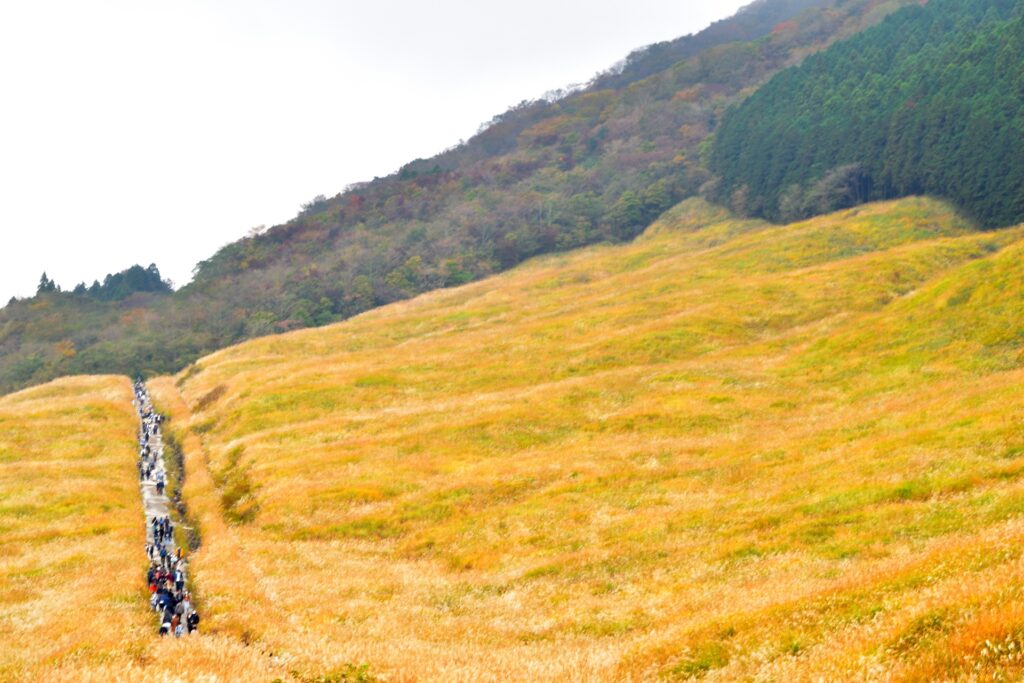 仙石原高原の景色と観光客