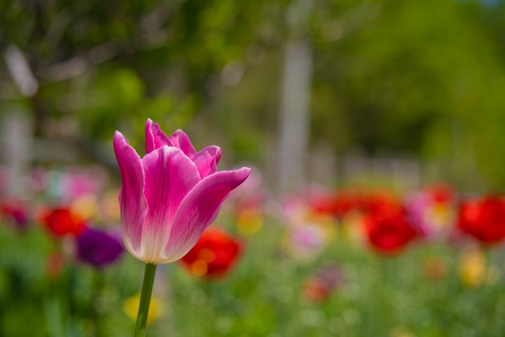 ウィーンの公園と庭園