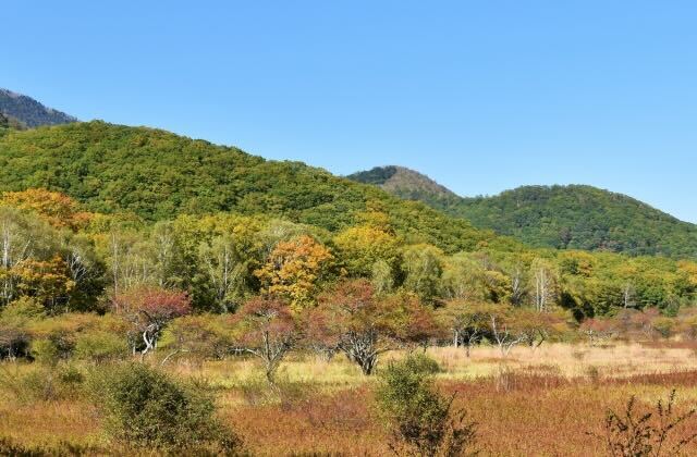 草紅葉と木々の紅葉が見頃を迎える11月の小田代ヶ原