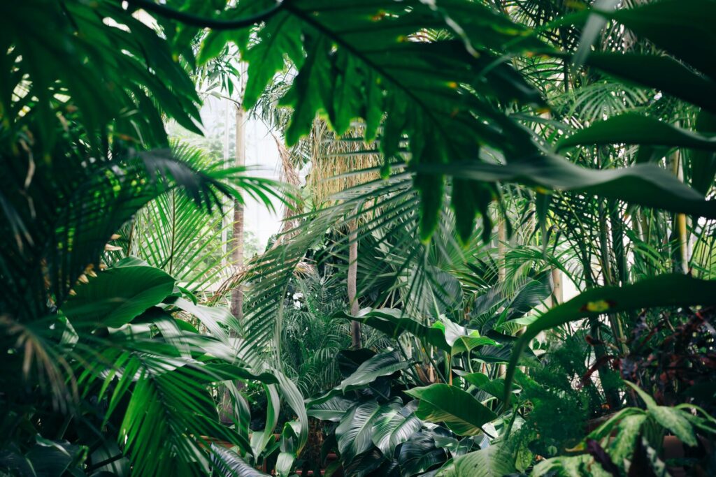 台中植物園イメージ