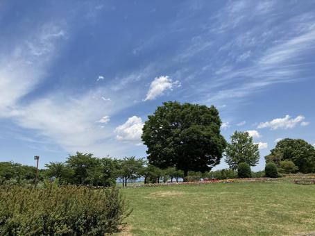 大きな木が立つ久留米市の100年公園