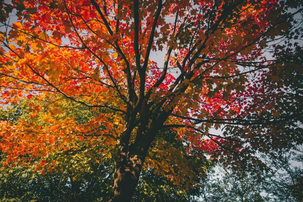 きれいに色づく鳥取鍵掛峠の紅葉イメージ