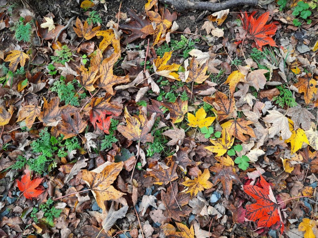 紅葉のイメージ