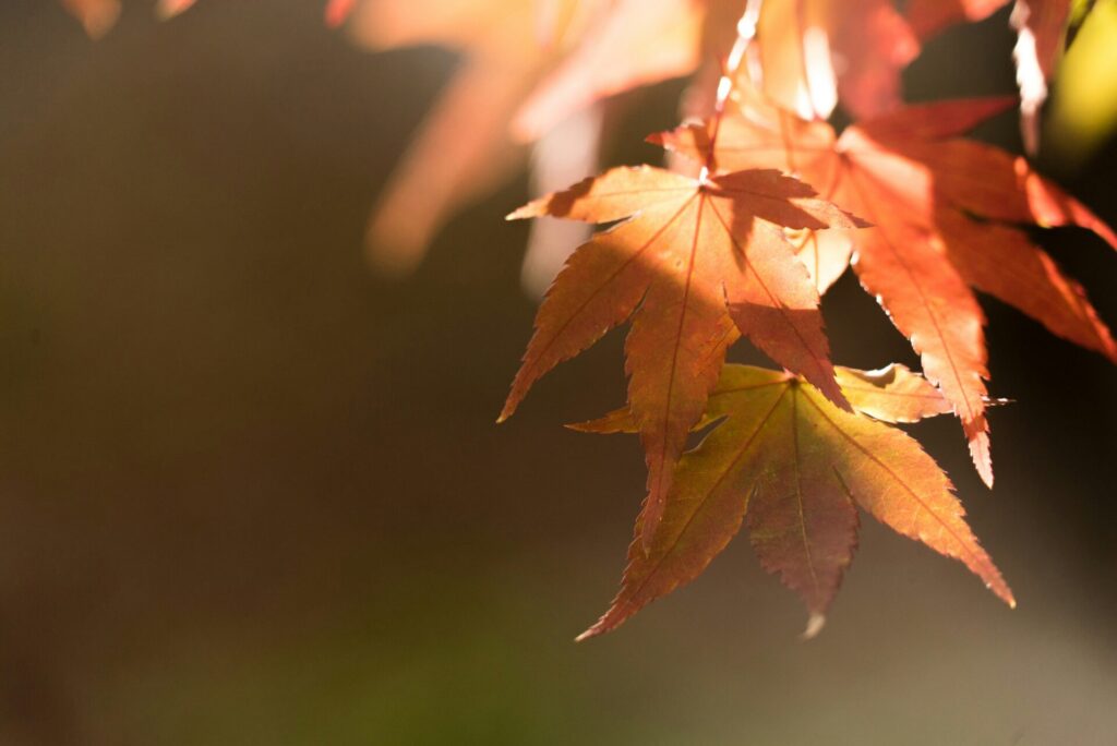 紅葉のイメージ