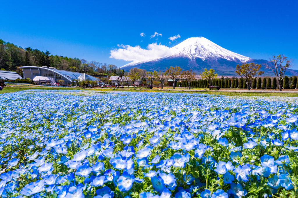 山中湖花の都公園と色鮮やかなネモフィラ