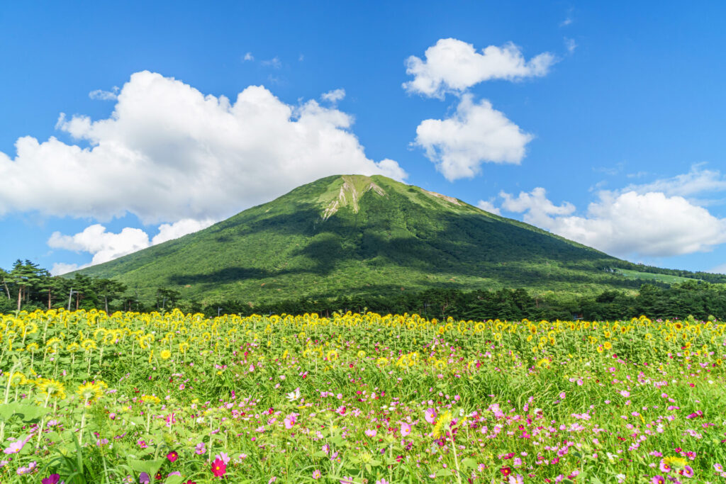 きれいな花が咲き誇る鳥取の大山