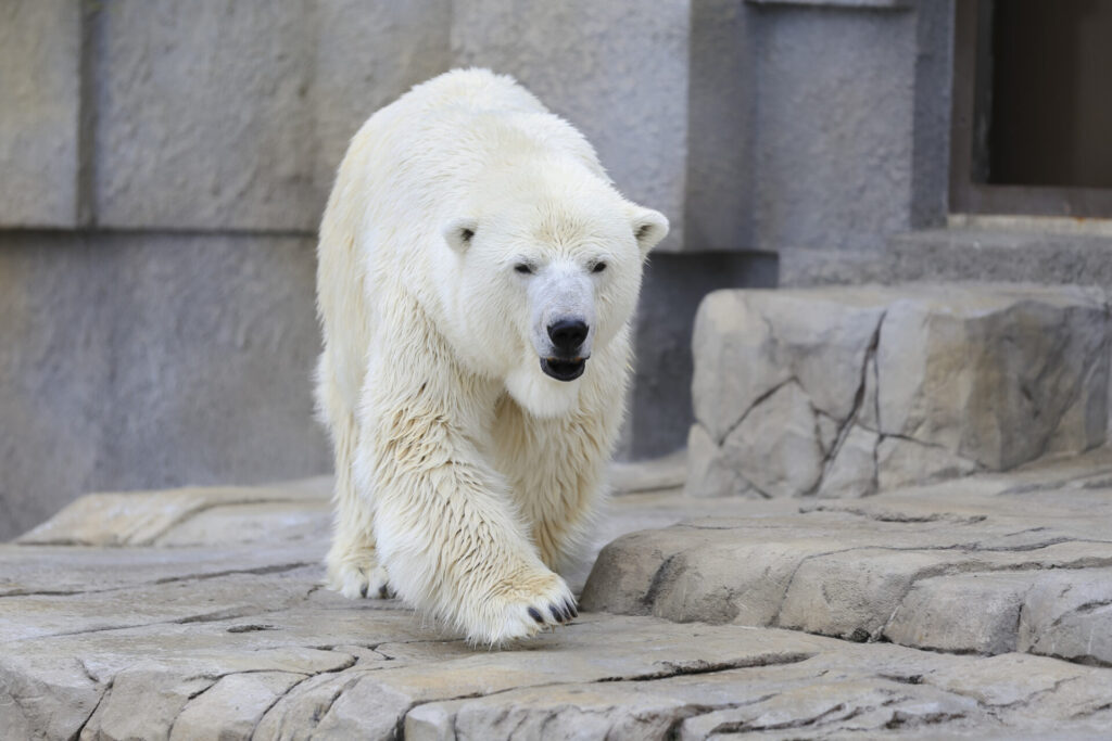 北海道札幌の札幌市円山動物園への行き方でよくある質問