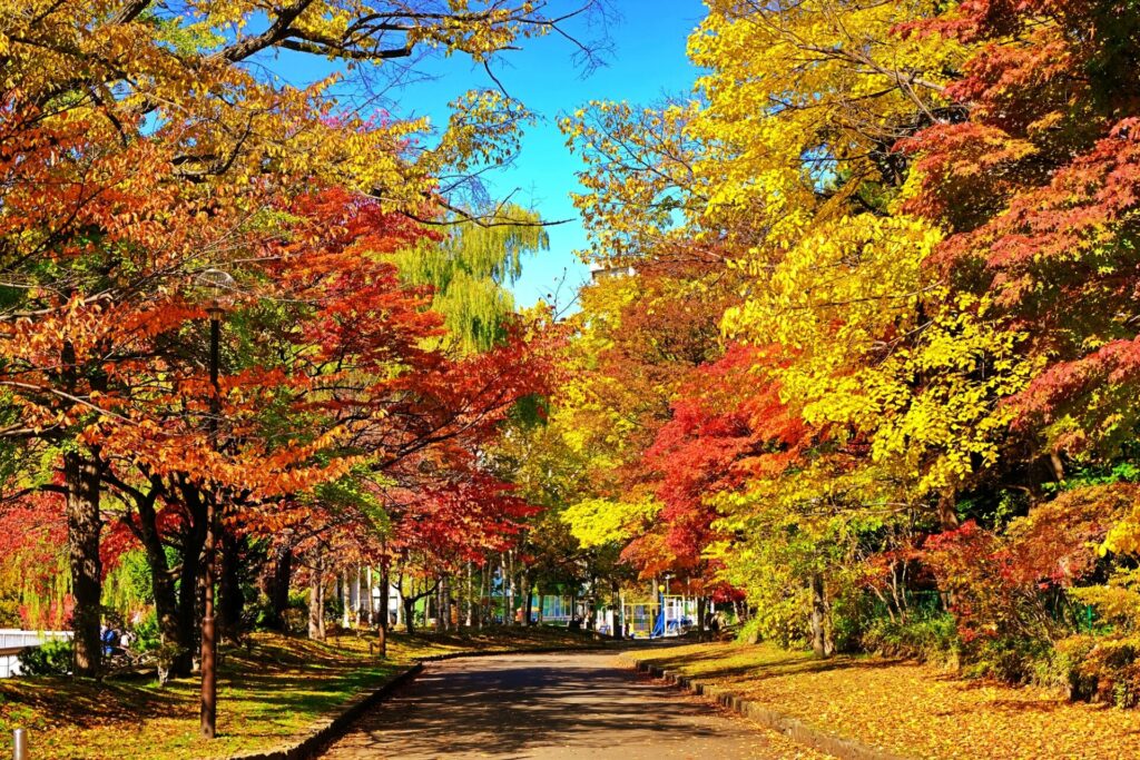 富良野・美瑛の秋の絶景スポット