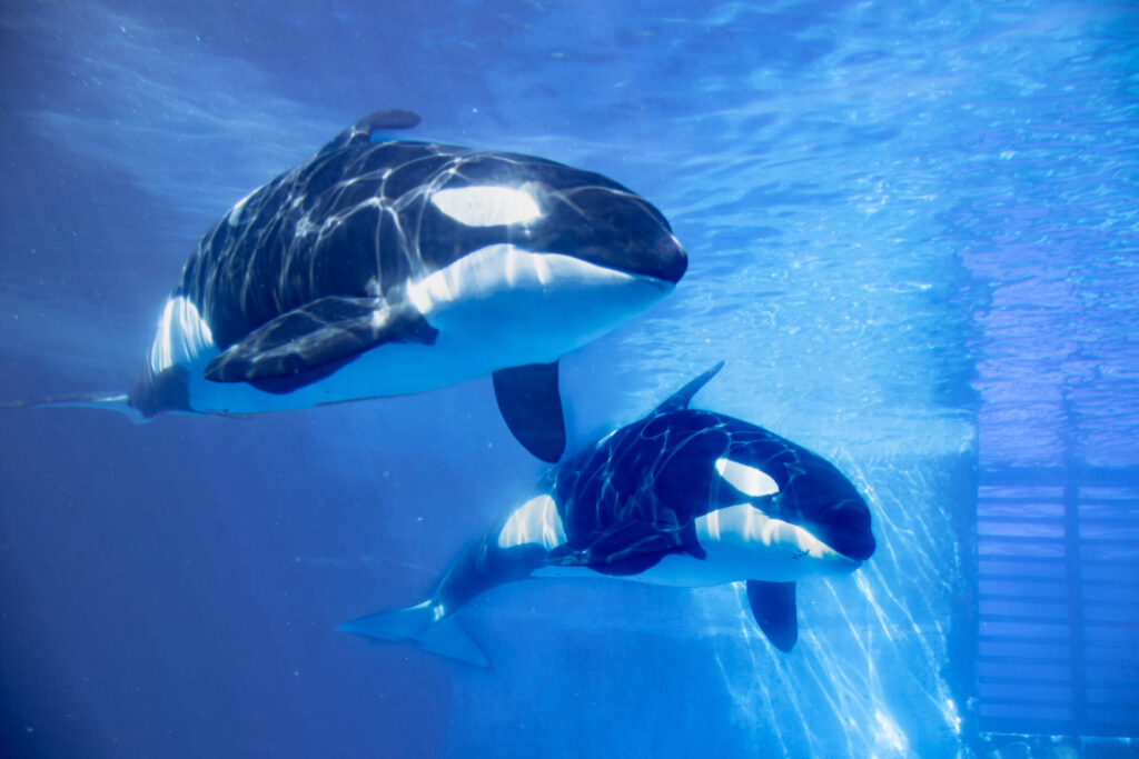 愛知が誇る名古屋港水族館行き方ガイド！電車、車、バスのアクセス方法と施設案内