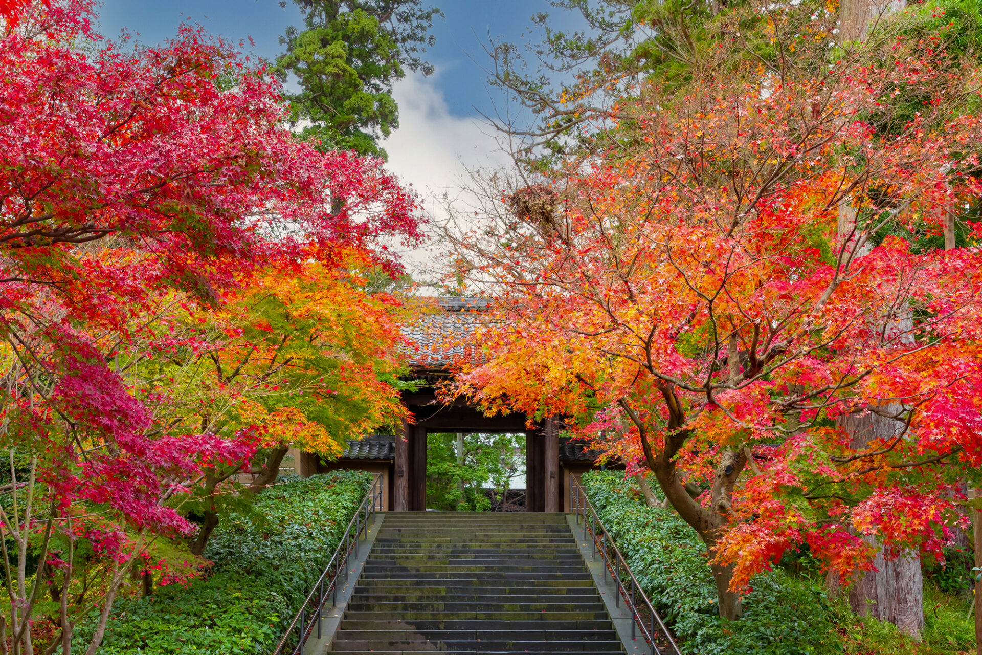 神奈川の鎌倉宮の紅葉