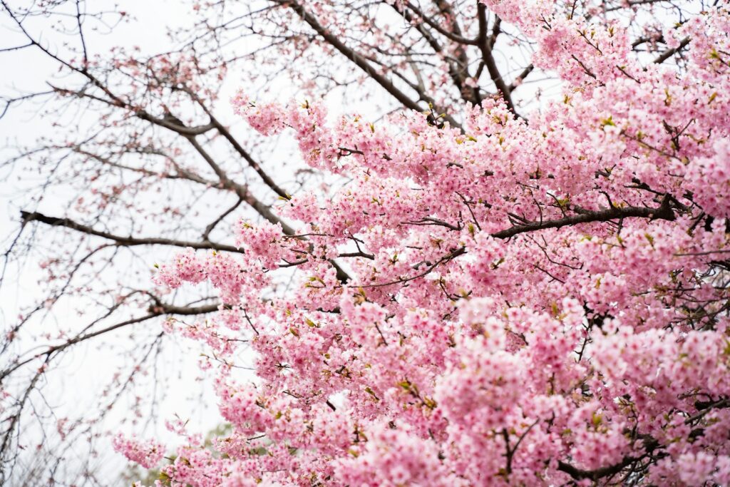 春には桜が満開