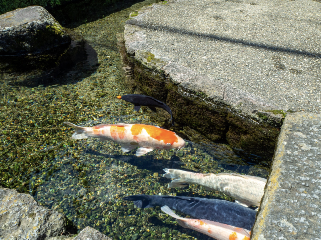 長崎県島原の鯉