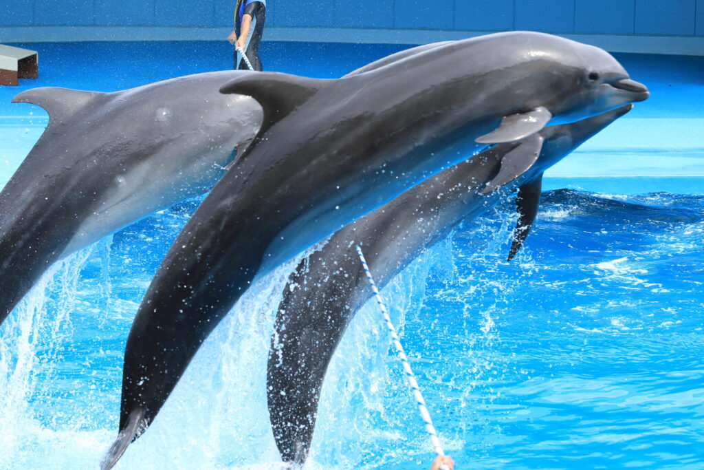 水族館のイルカイメージ