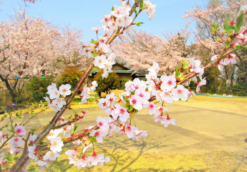 源氏山公園で見る桜