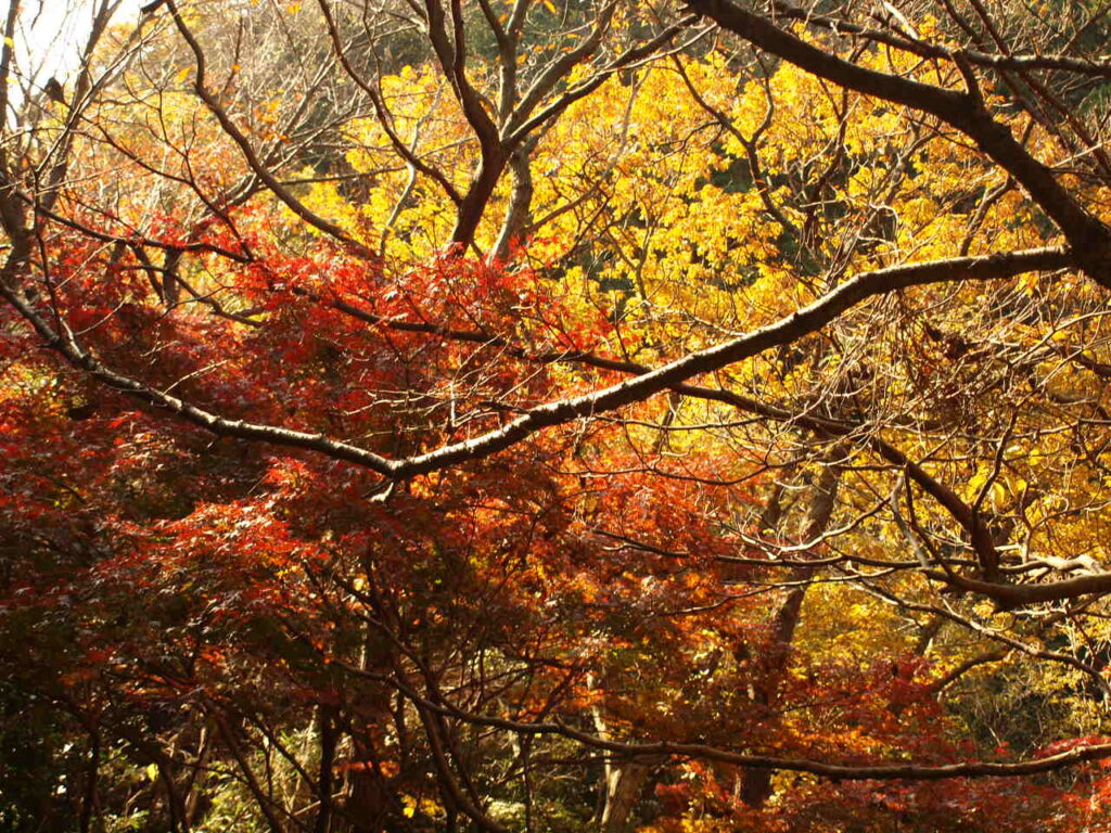 那須周辺の紅葉