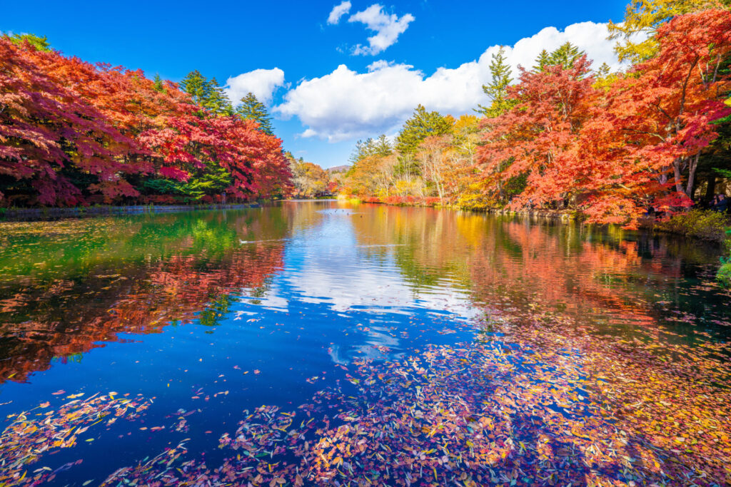 紅葉が美しい雲場池