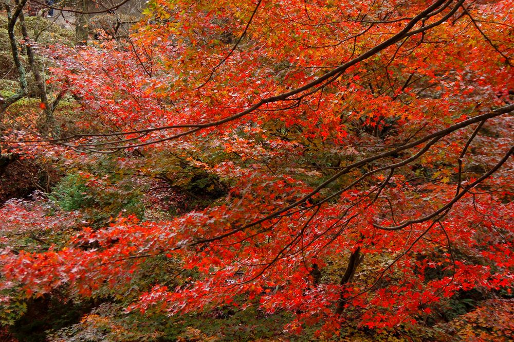 紅葉がきれいな小田深山渓谷のイメージ