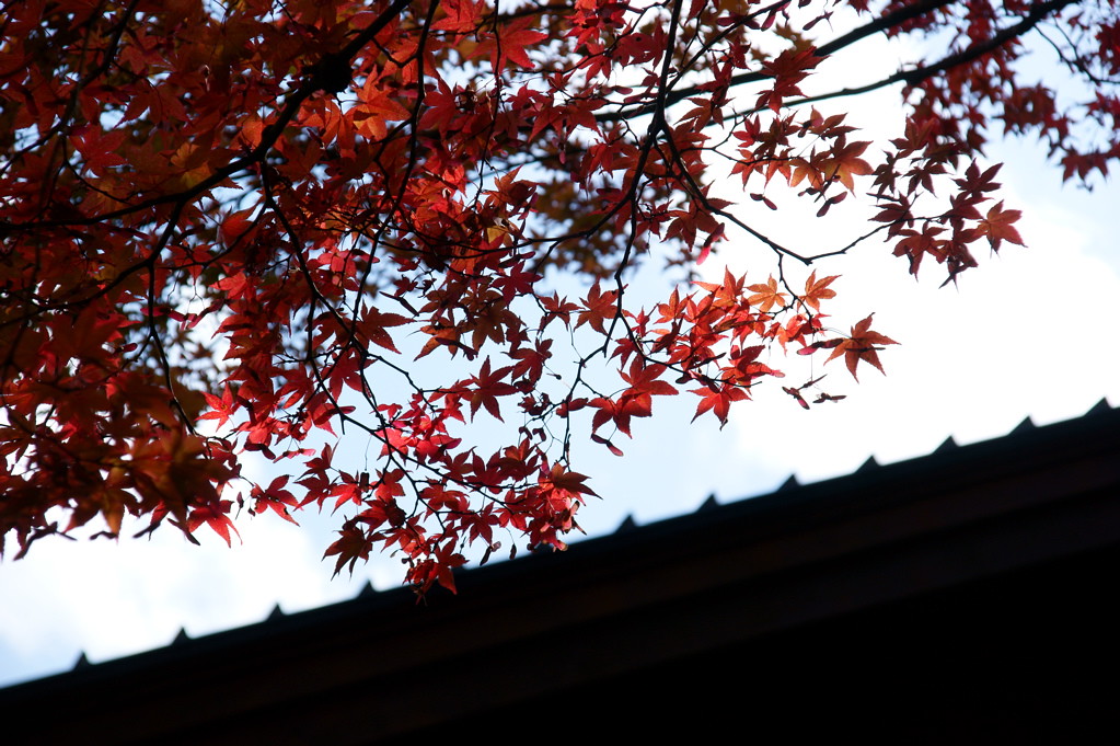 北海道で見たい香雪園の紅葉