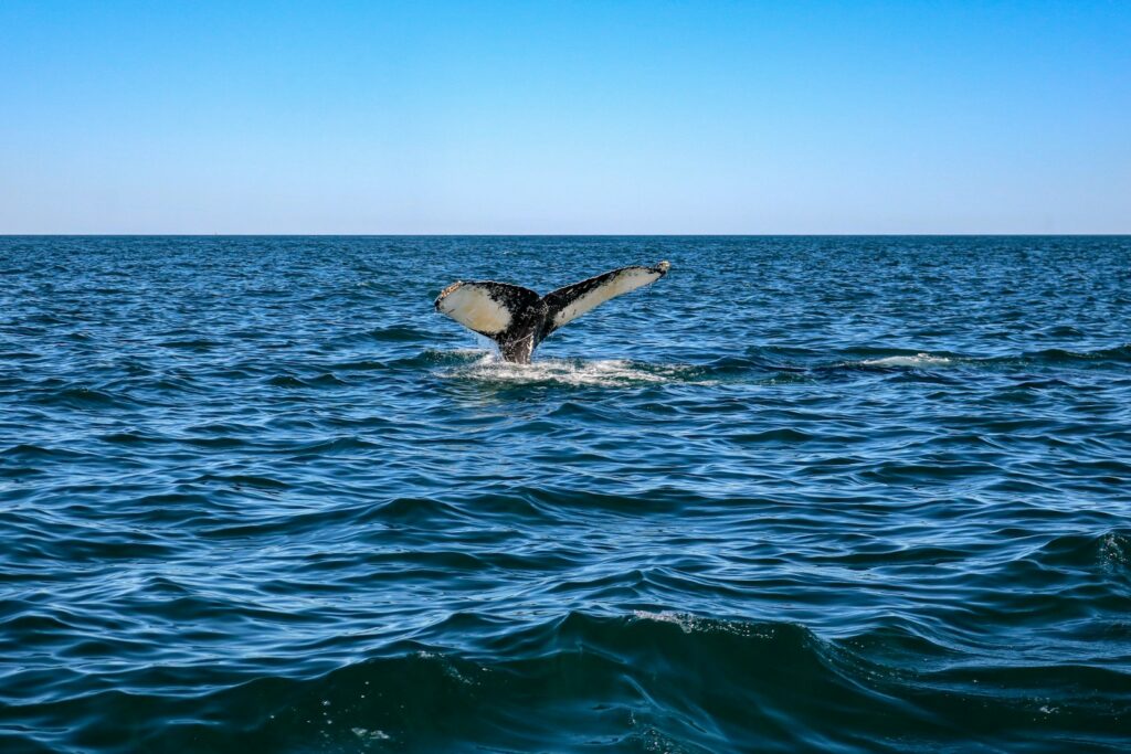 島からクジラを見に行く