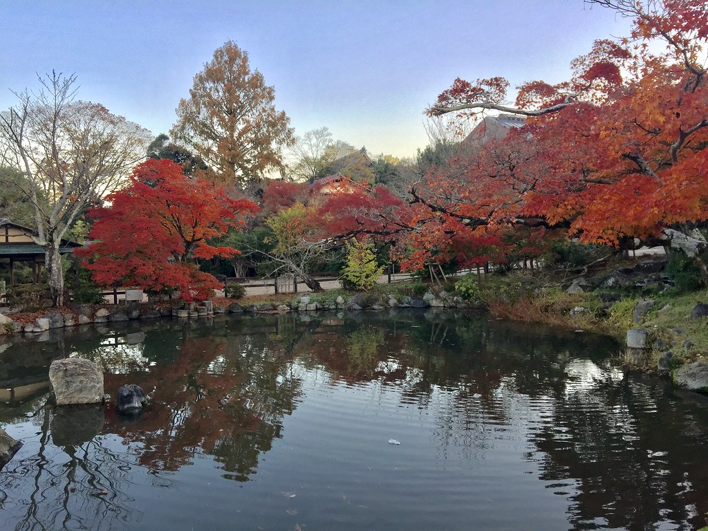 円山公園で紅葉を見ながら散策