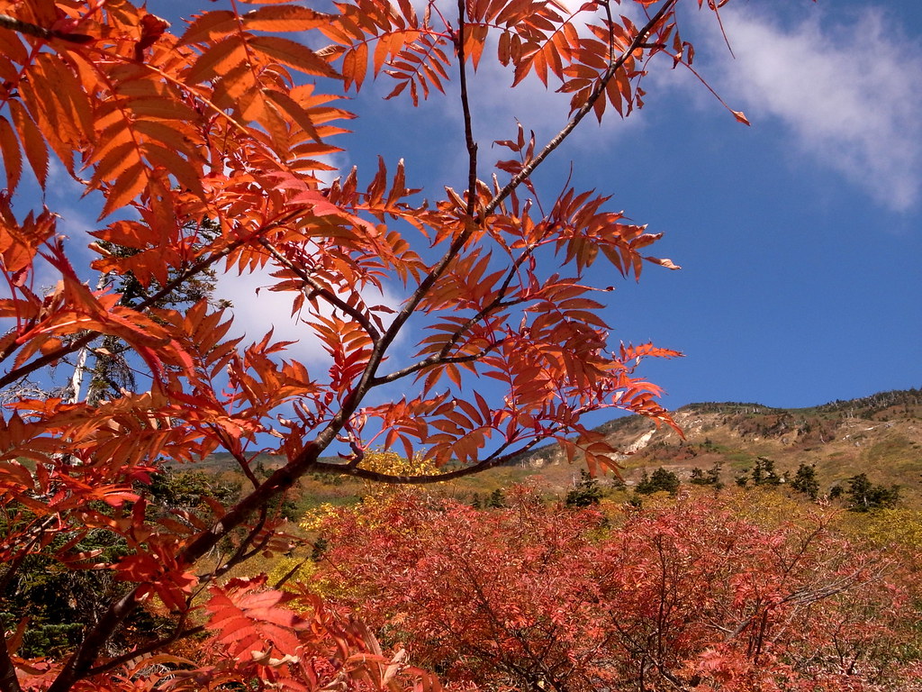 ナナカマドの紅葉