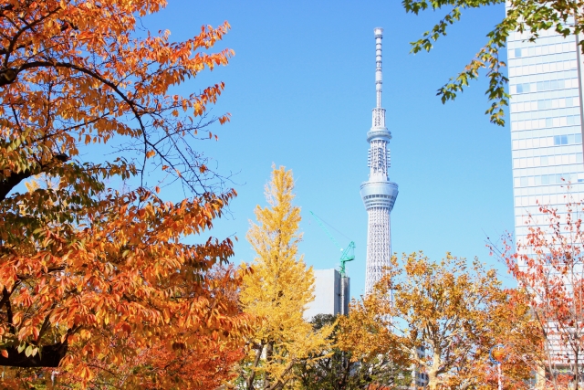 東京の10月のスカイツリー