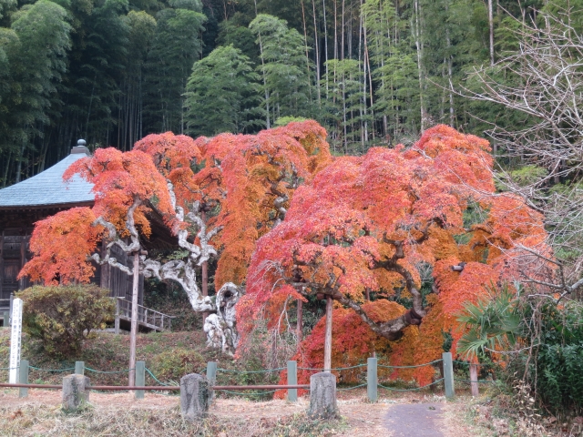 秋が見頃の中釜戸のシダレモミジ